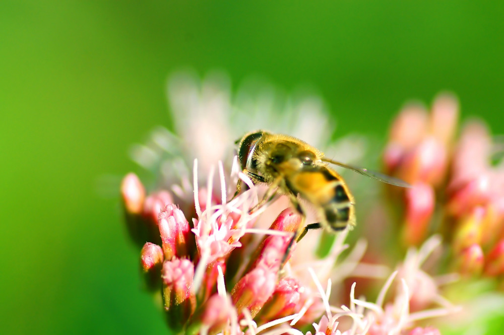 l'importance des abeilles dans l'agriculture durable